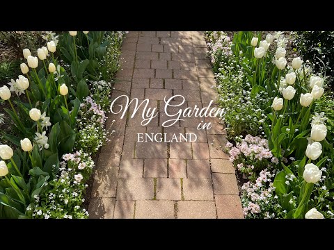 #81 My Garden in Late Spring | Introducing my favourite mini sized Tulip