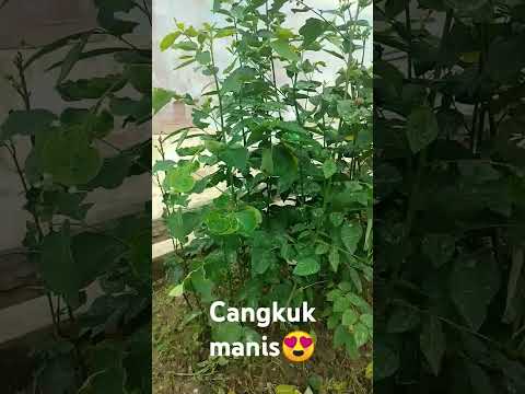 Cangkuk manis/pucuk manis😍