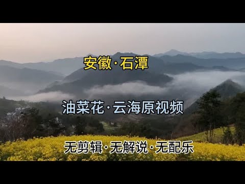 安徽·石潭 油菜花云海原视频  无制作无剪辑无配乐2024.3.1