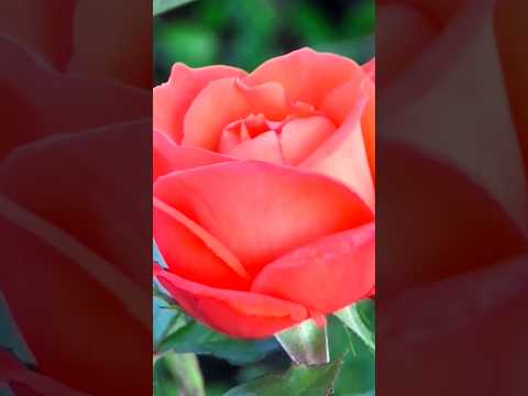 #valentinesday #rose is a symbolof ❤#love ❤#shorts #roses #ytshorts #viral #trending #shortsfeed #yt