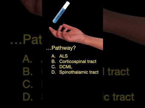 Long Sensory Pathways #shorts (Part B)