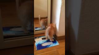 鏡に映った自分の姿にケンカを売る子猫