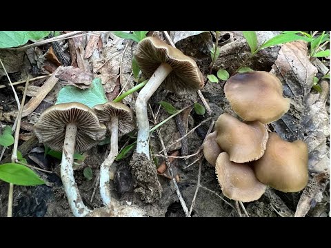 Observing Hundreds of Magic Mushrooms Found in the Wild (Psilocybe Ovoideocystisiata)