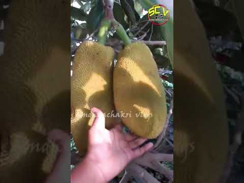 jack fruit plant at home | panasakaya plant | panasa plant | panasa | sandhyachakri vlogs #shorts