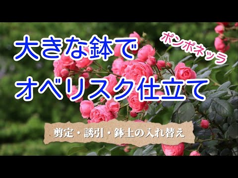 大きな鉢でオベリスク仕立て🌹剪定・誘引・鉢土の入れ替え