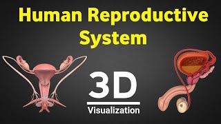 Human reproduction 3d   human reproductive system 3d   male & female reproductive system   NEET 2024