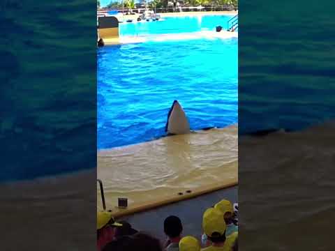 LORO PARQUE (PARK) Tenerife - BEST ORCA SHOW #travel #top #orca #show #family