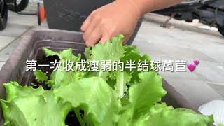 ［家庭園藝］不專業種菜：半結球萵苣（大約一個月收成）