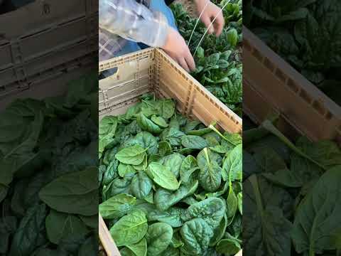 Harvesting Fall Crops from the Market Garden #Shorts