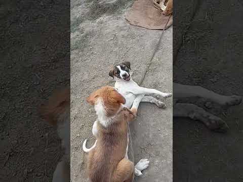 मासूम कुत्ता | कुत्तो का खेल | #dog #trending #viralvideo #youtubeshorts #shorts