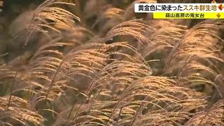 蒜山高原に広がる美しい景色　黄金色に染まるススキの群生地　幻想的な雲海も現れる【岡山・真庭市】 (23/09/29 18:00)