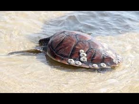 Sea Turtles Documentary HD - Animal Documentary, Animal documentary Videos