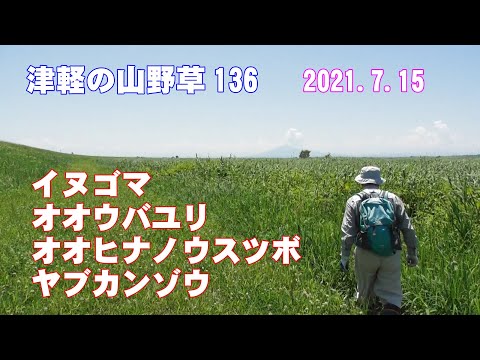 津軽の山野草136(ｲﾇｺﾞﾏ・ｵｵｳﾊﾞﾕﾘ・ｵｵﾋﾅﾉｳｽﾂﾎﾞ・ﾔﾌﾞｶﾝｿﾞｳ)