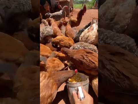 ☢️ Free Range chicken farm #wbjadventures #freerangechickens #farmchickens #farmlife