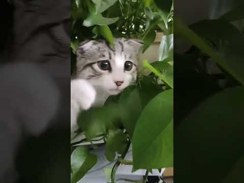 Are pothos toxic to cats?