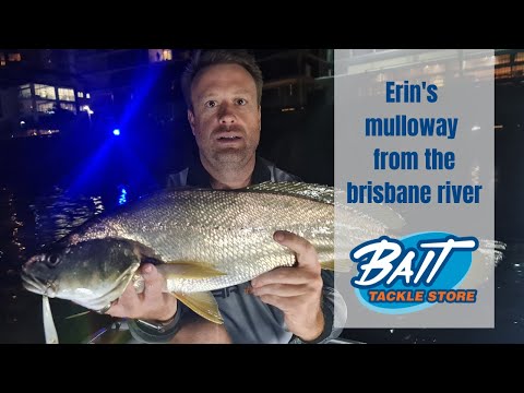 Erin's Mulloway From the Brisbane River