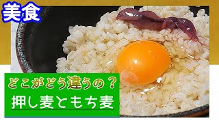 【美食】押し麦ともち麦ってどう違うの？　大平我路TV