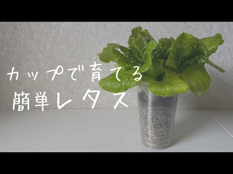 Easy lettuce to grow in a cup／カップで育てる簡単レタス