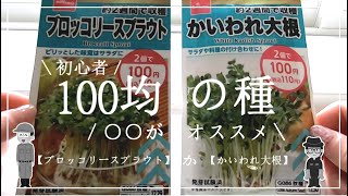 【100均の種】初心者🔰かいわれ大根とブロッコリースプラウトなら、〇〇がオススメ！成長過程と注意点