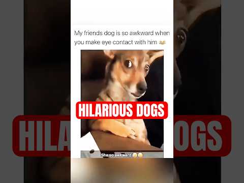 The FUNNIEST Dog Moments Caught on Camera You Won't Believe