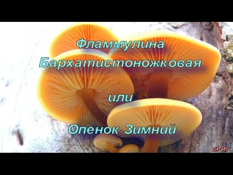 Фламмулина Бархатистоножковая или Опенок Зимний