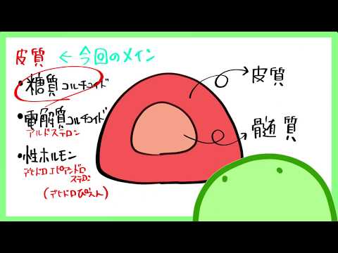 看護学生向け【副腎とステロイドの作用】とは？わかりやすく解説！