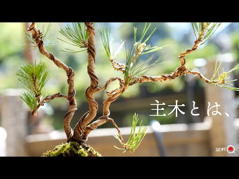 Learn about the main tree of group planting. [Bonsai Q]