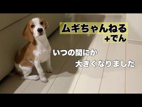 でんの成長、名前の由来♪