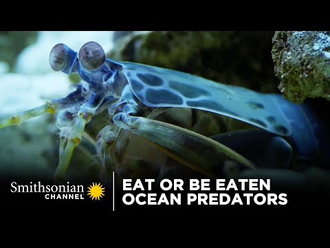 Eat Or Be Eaten: Ocean Predators 🦐 Smithsonian Channel