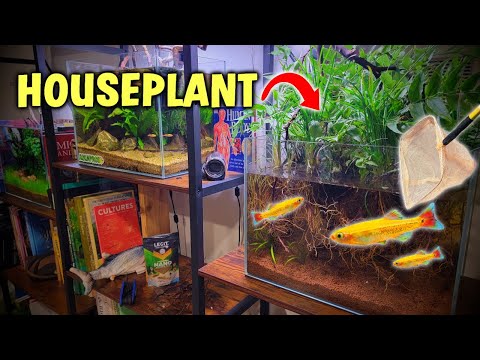 Why Add A Houseplant To Your Aquarium? Changes Everything!