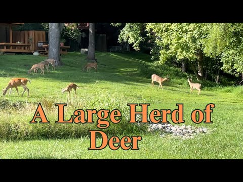 Encountered a large herd of deer in August, 2024 | Horizons_視野 | buck | doe | fawn | wildlife