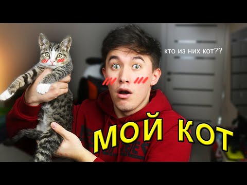 ЗНАКОМЬТЕСЬ, мой кот 😼