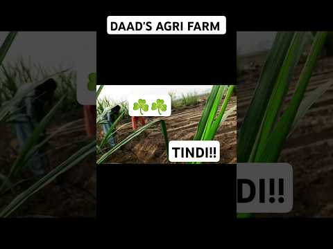 Preparing for ROUND MELON || DAAD'S AGRI FARM || #farming#villagefields #shortvideo#farmvillage