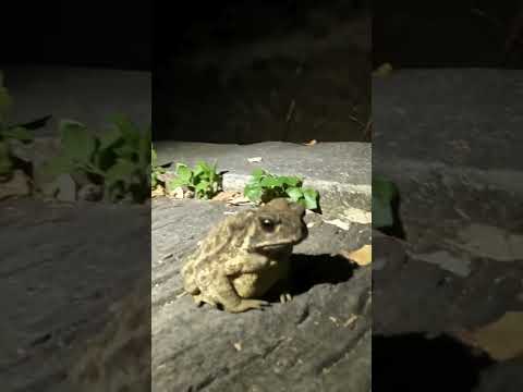 超可愛的黑眶蟾蜍 Very cute Asian Common Toad #toad #herping #wildlife