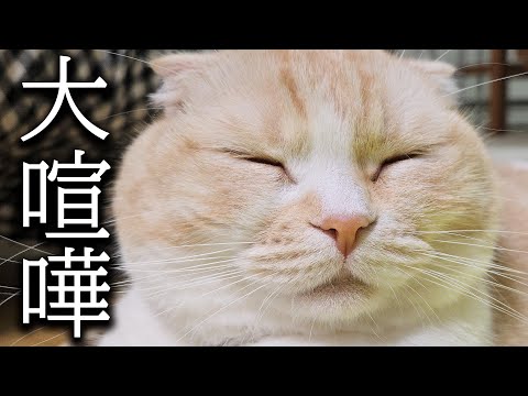 犬と猫が大喧嘩したらこうなっちゃいました...