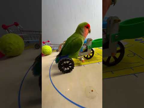 Bird Training : Smart lovebird Parrot | Smart Little Cute Parrot #training #smartparrot #cute