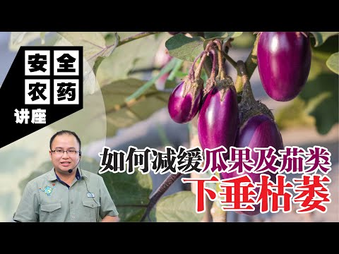 【Baba安全农药讲座】如何减缓瓜果及茄类下垂枯萎？专业种植户教你减缓和预防青枯病/立枯病 | 枯萎病病源、危害症状、有机防治方法 | 枯萎病有机防治