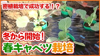 冬から始める春キャベツ栽培！家庭菜園や農園でキャベツを密植栽培で大きく育てるコツを徹底解説！【農園ライフ】