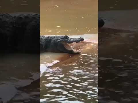 Oh my God she was too fast   she removed her hand out of crocodiles mouth  #shorts