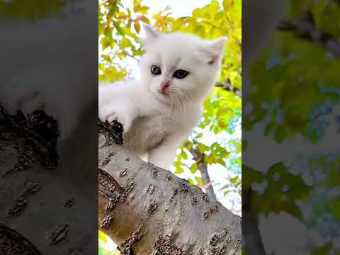 কত কিউট #shorts #cats #cat #catlover #trending #song #bhojpuri #youtubeshorts #shortvideo #short