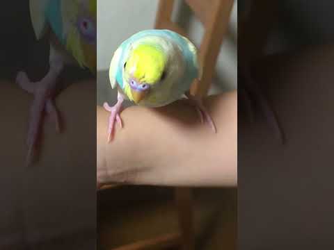 すいちゃん、今夜のひとなき。 #shorts #セキセイインコ #budgie #かわいい #すいちゃん