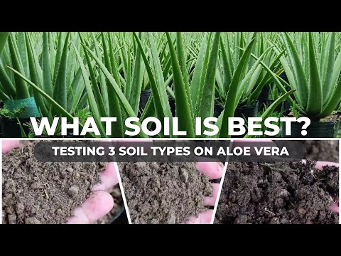 Aloe vera Soil Experiment: Compost vs. Cow Manure vs. Old Potting Soil