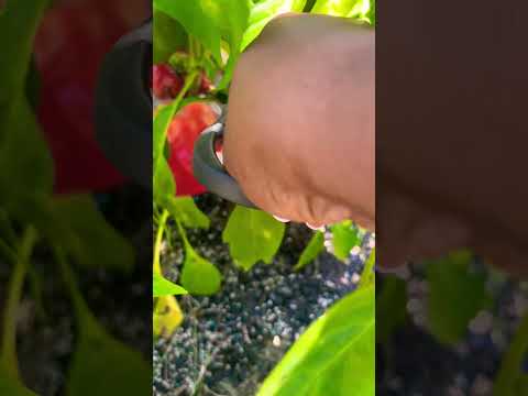 HARVESTING MY FIRST RED BELL PEPPER OF THIS SEASON!!!🌶️