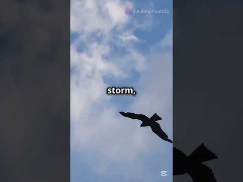 The Eagle and the Storm: Rise Above Challenges