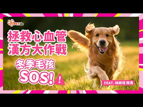 冬季毛孩SOS! ⚠️拯救心血管漢方大作戰🚨 Feat. 林祥坦院長【哈寵小學堂】｜#哈寵PETube 第304集