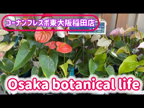 🍃Osaka botanical life🍃コーナンフレスポ東大阪稲田店に行ってきました💕