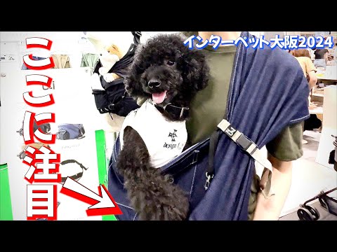 これは凄い！スリング苦手な愛犬が快適すぎてうっとり！【スリング革命】