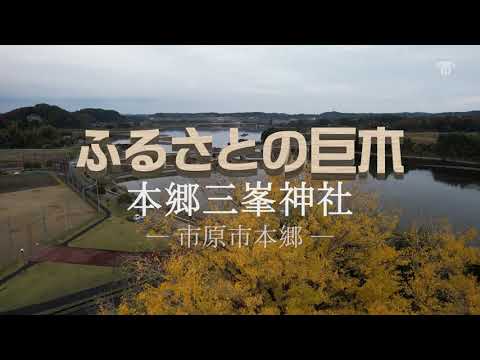 【千葉県市原市】空から見た巨木の映像「ふるさとの巨木」～三峯神社～