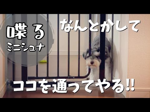 【ミニチュアシュナウザー】柵を開けたい！オヤツを目指すミニシュナの必死な挑戦