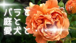 【ガーデン】バラと季節の花が咲く庭２０２３春/丈夫で良く咲くオレンジのバラ/